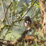 Cloud-forest Pygmy Owl (image by Petter Zahl Marki)