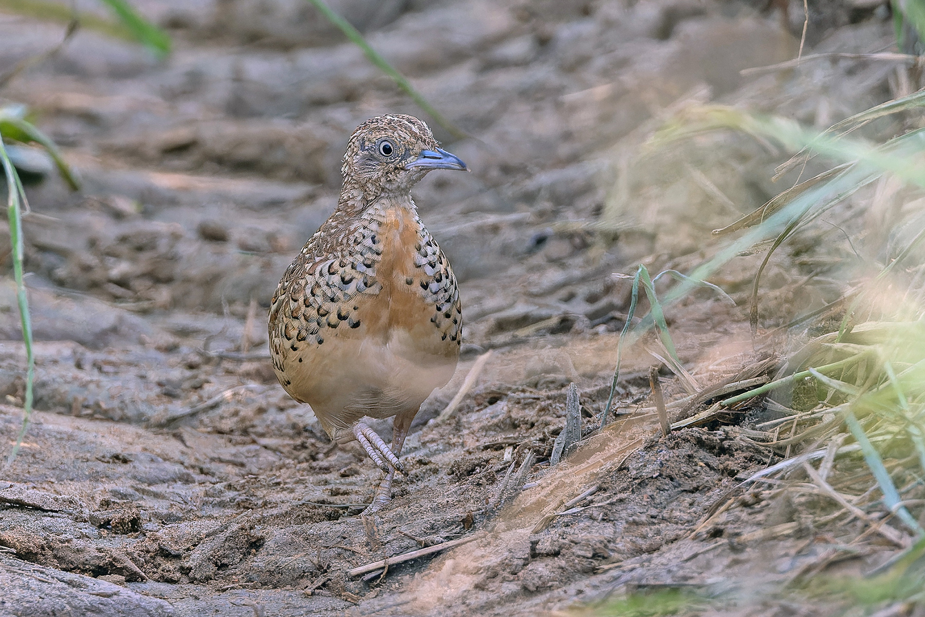 Common Buttonquail (image by Pete Morris)