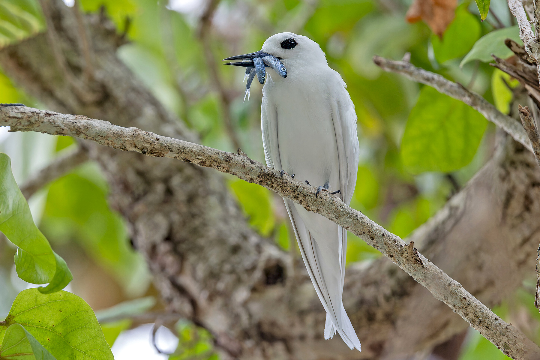Common White Tern (image by Pete Morris)