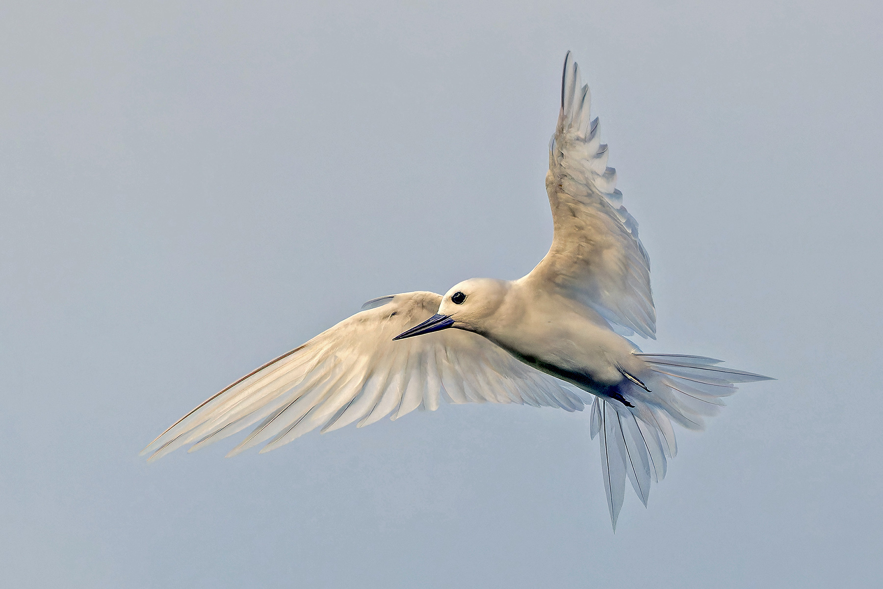 Common White Tern (image by Pete Morris)