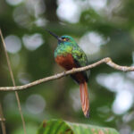 Coppery-chested Jacamar (image by Petter Zahl Marki)