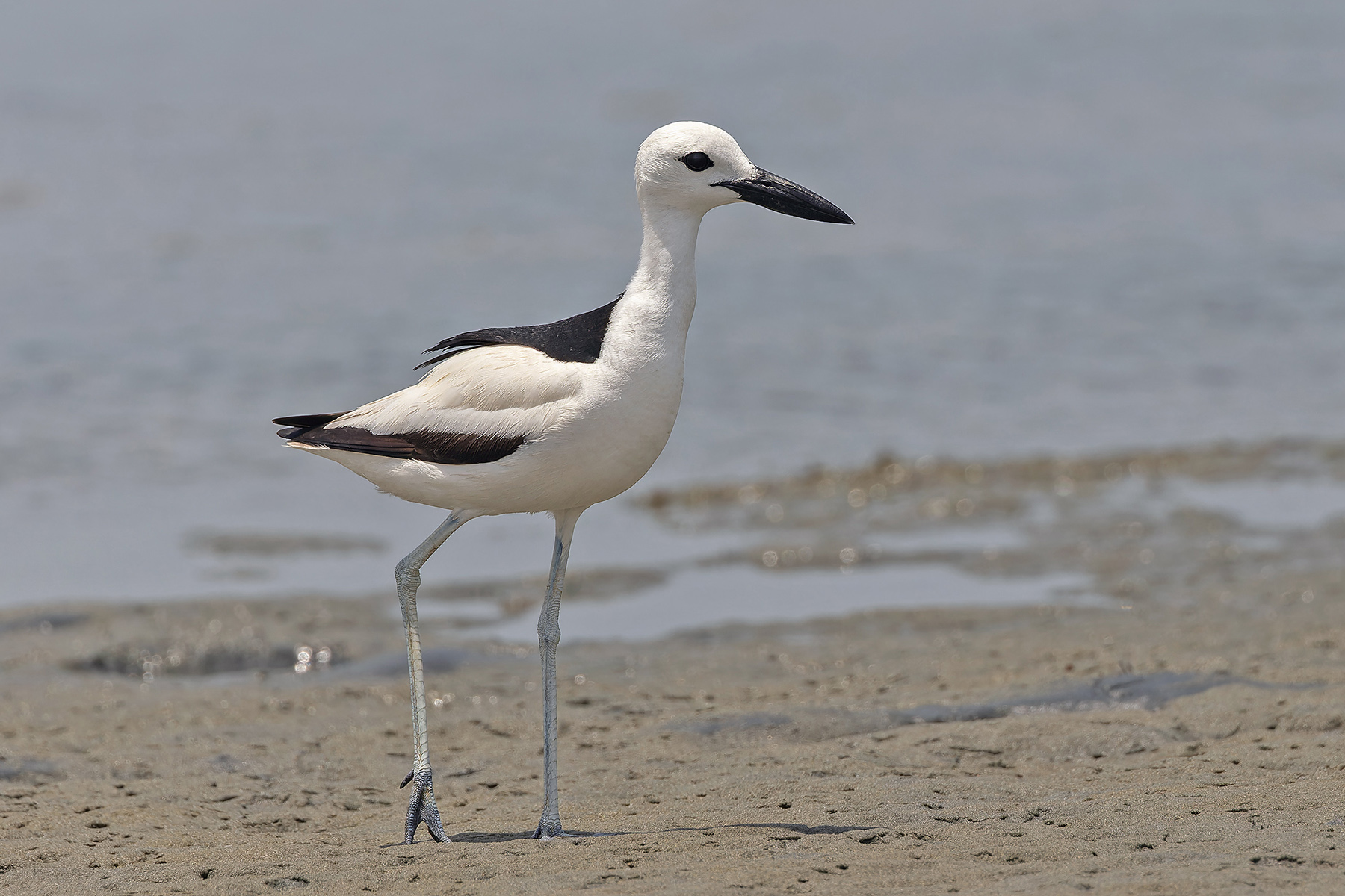 Crab-plover (image by Pete Morris)