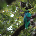 Crested Quetzal (image by Petter Zahl Marki)