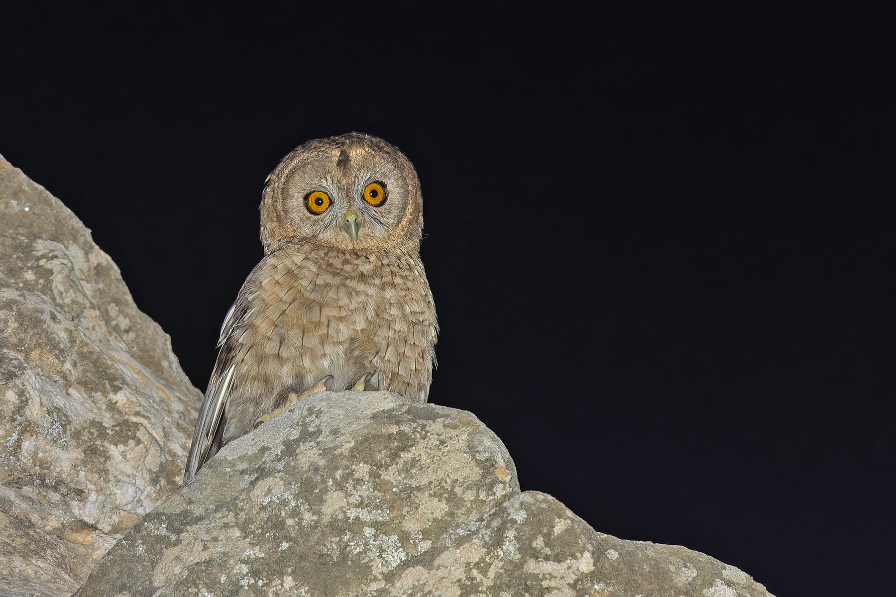 Desert Owl (image by Pete Morris)