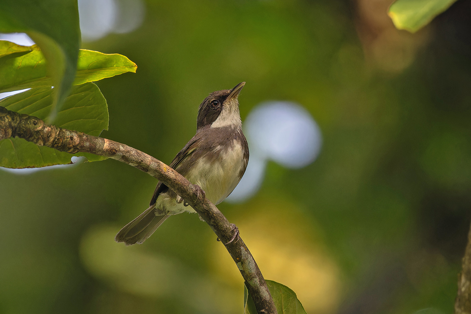 Dohrn's Warbler (image by Pete Morris)