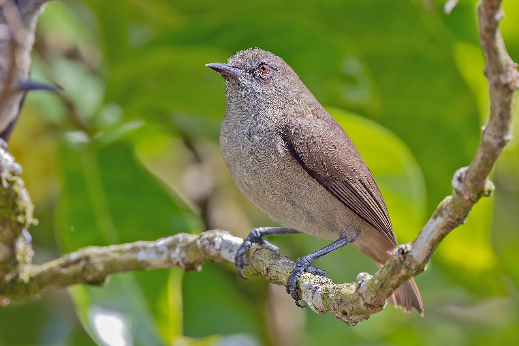 Dusky White-eye (image by Pete Morris)