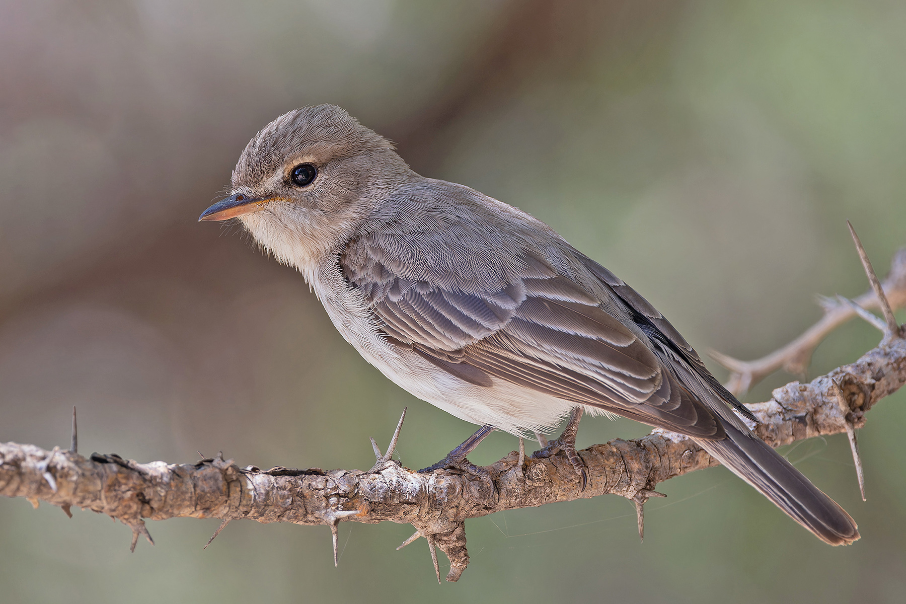 Gambaga Flycatcher (image by Pete Morris)