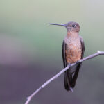 Giant Hummingbird (image by Petter Zahl Marki)