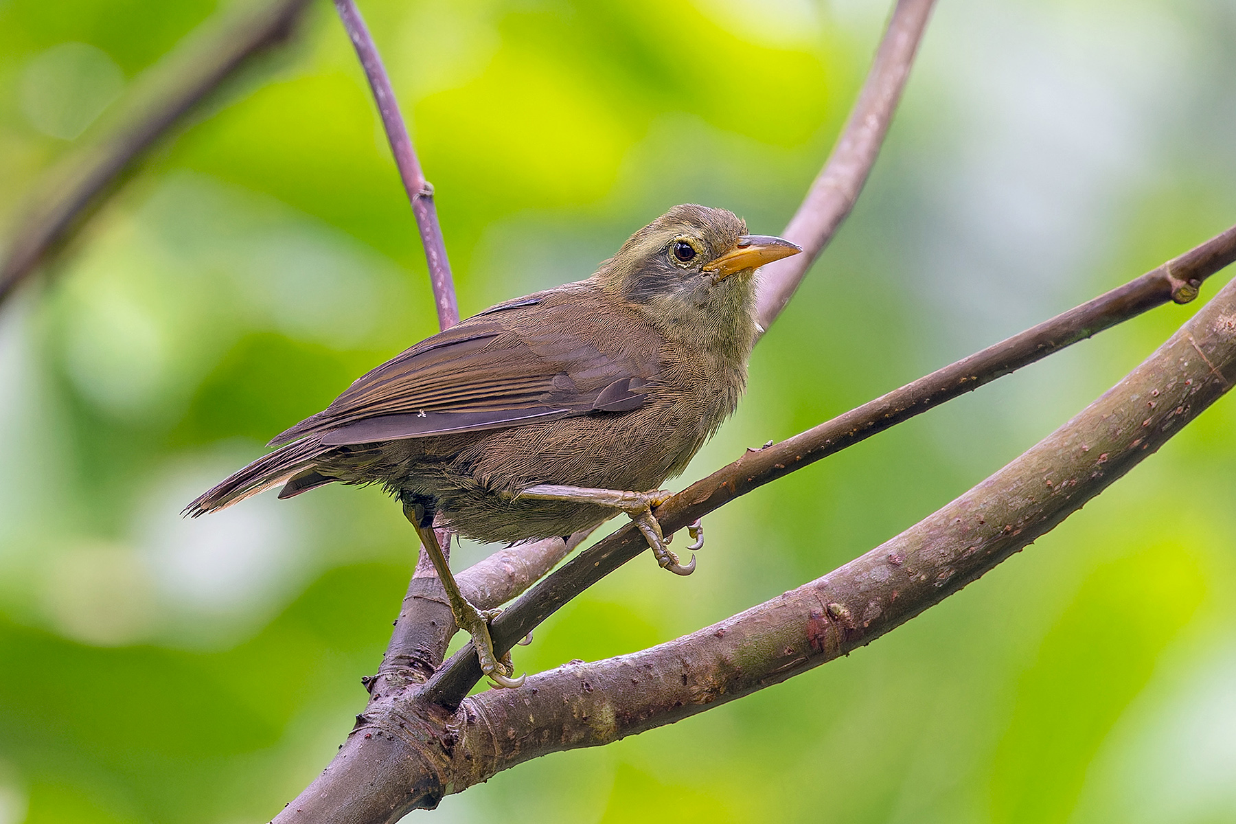 Giant White-eye (image by Pete Morris)