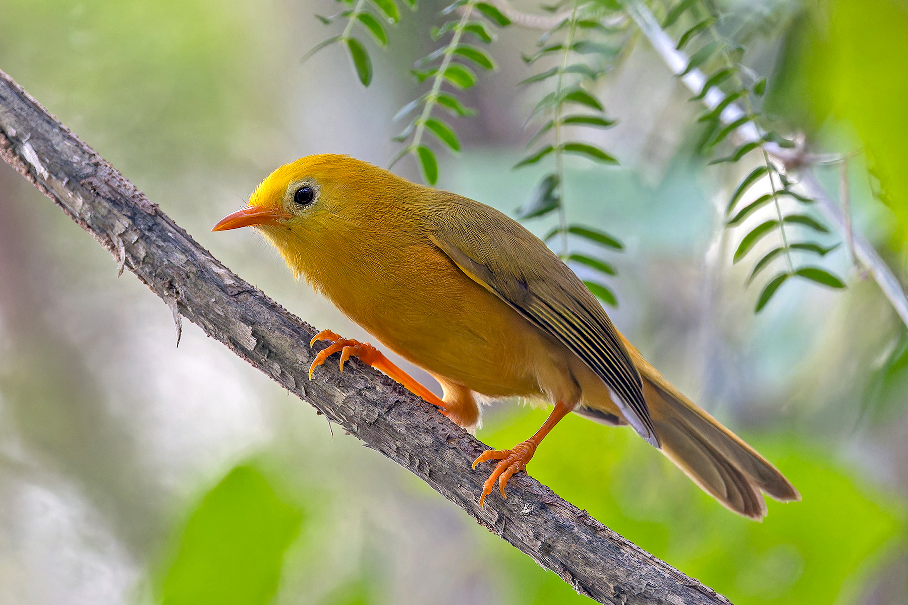 Golden White-eye (image by Pete Morris)