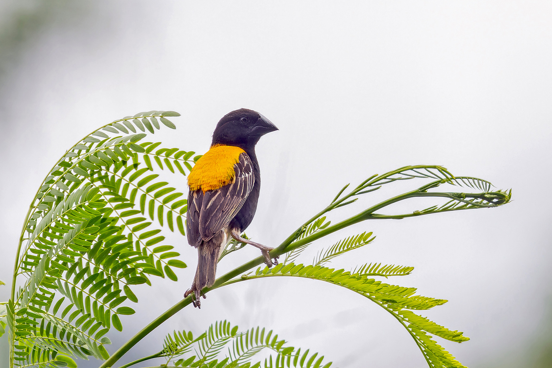 Golden-backed Bishop (image by Pete Morris)