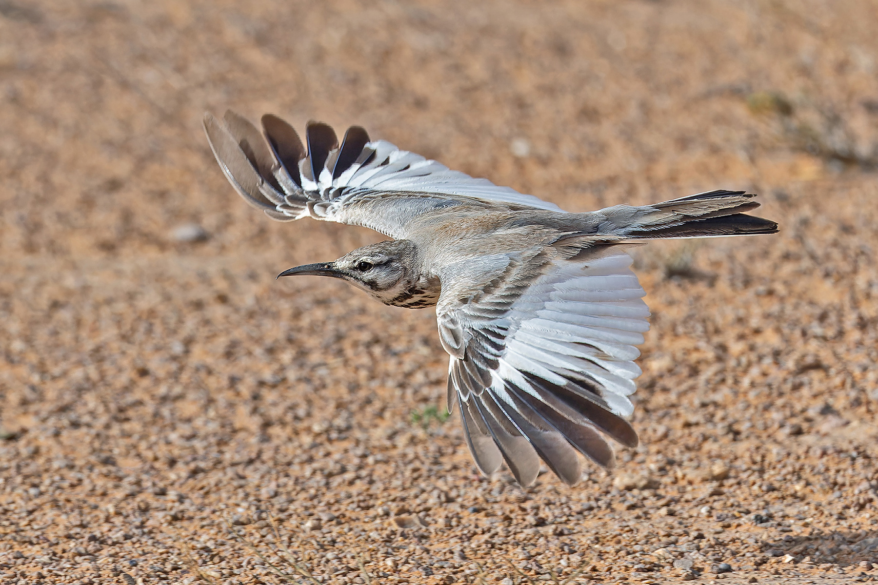 Greater Hoopoe-Lark (image by Pete Morris)
