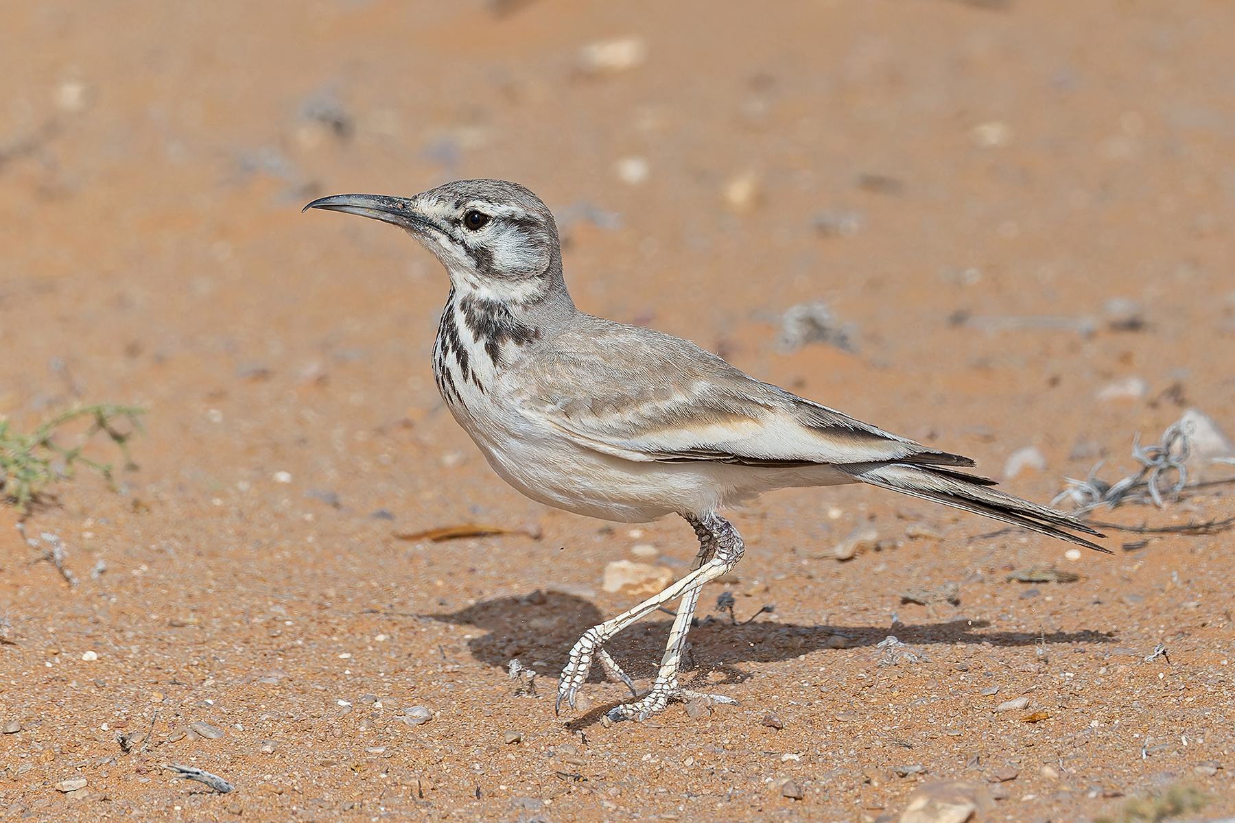 Greater Hoopoe-Lark (image by Pete Morris)