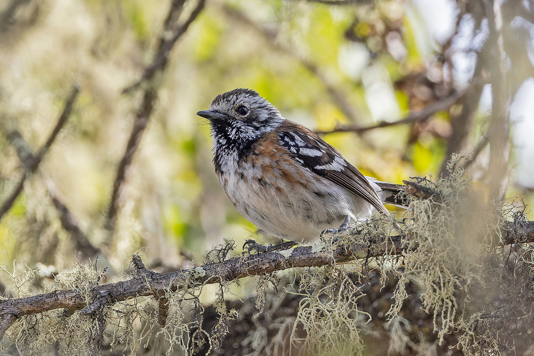 Hawaii Elepaio ssp bryani (image by Pete Morris)