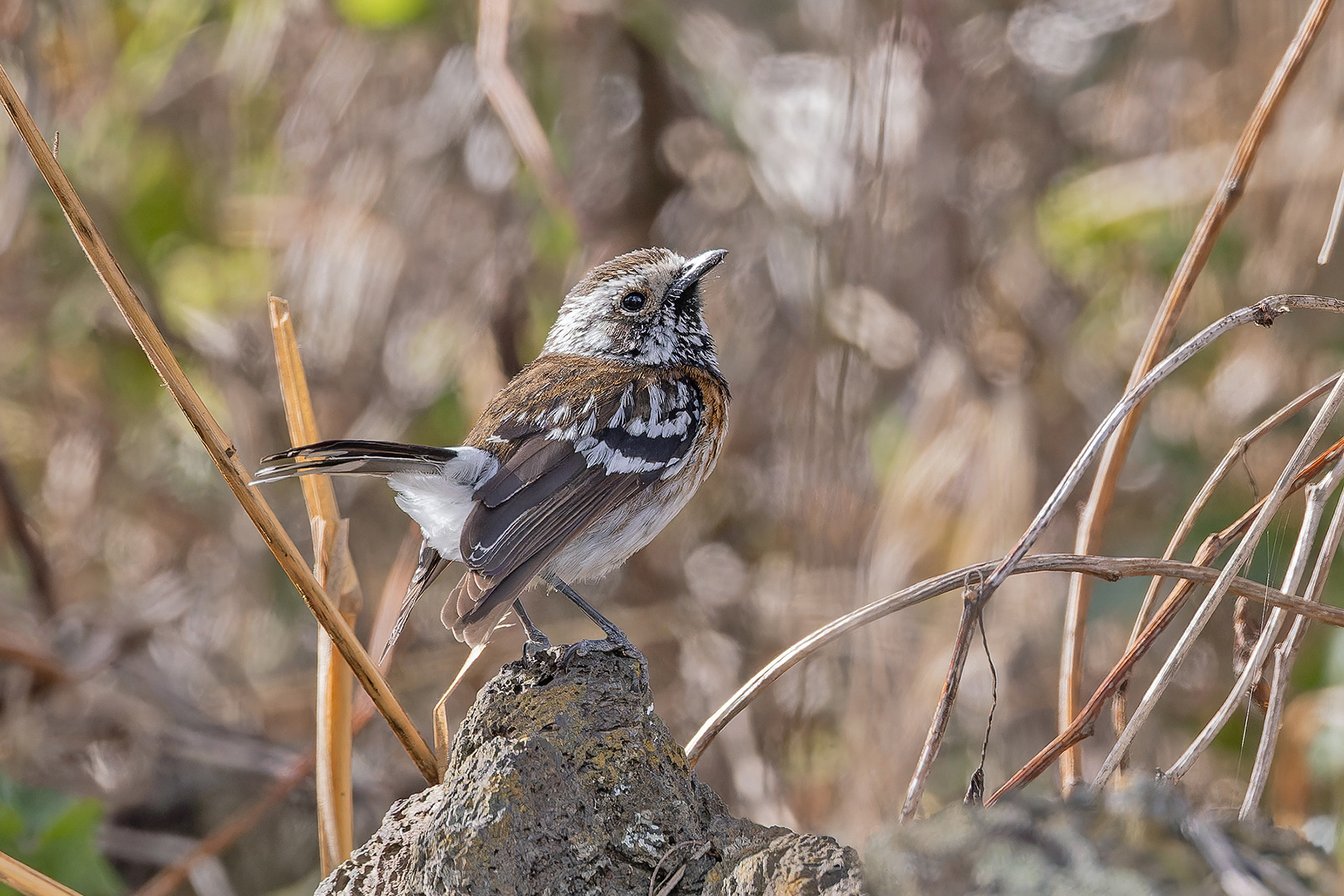 Hawaii Elepaio ssp bryani (image by Pete Morris)