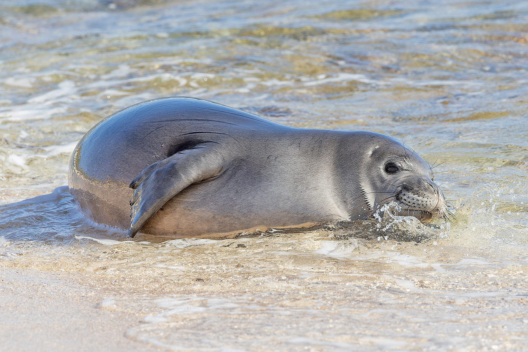Hawaiian Monk Seal (image by Pete Morris)