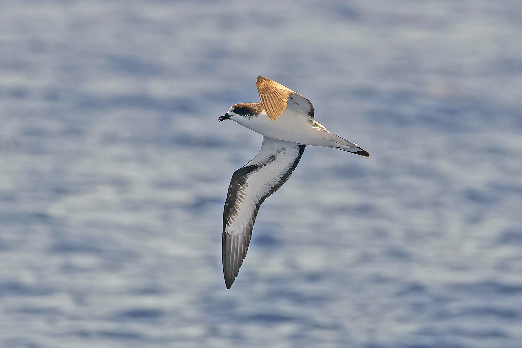 Hawaiian Petrel (image by Pete Morris)