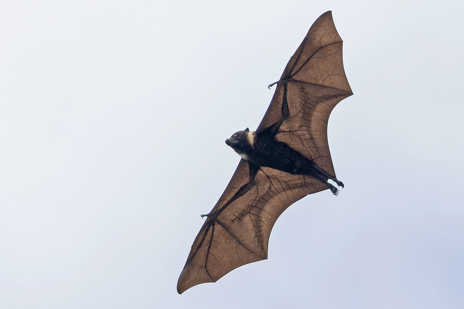 Kosrae Flying Fox (image by Pete Morris)