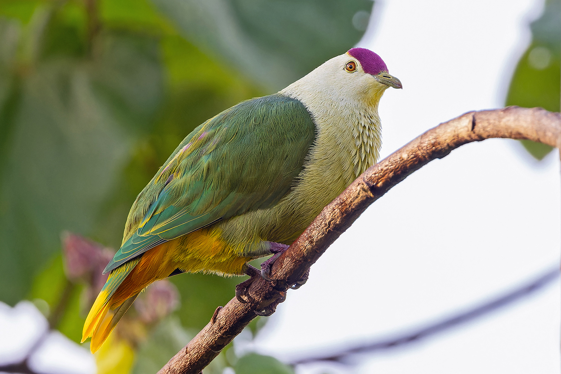 Kosrae Fruit Dove (image by Pete Morris)