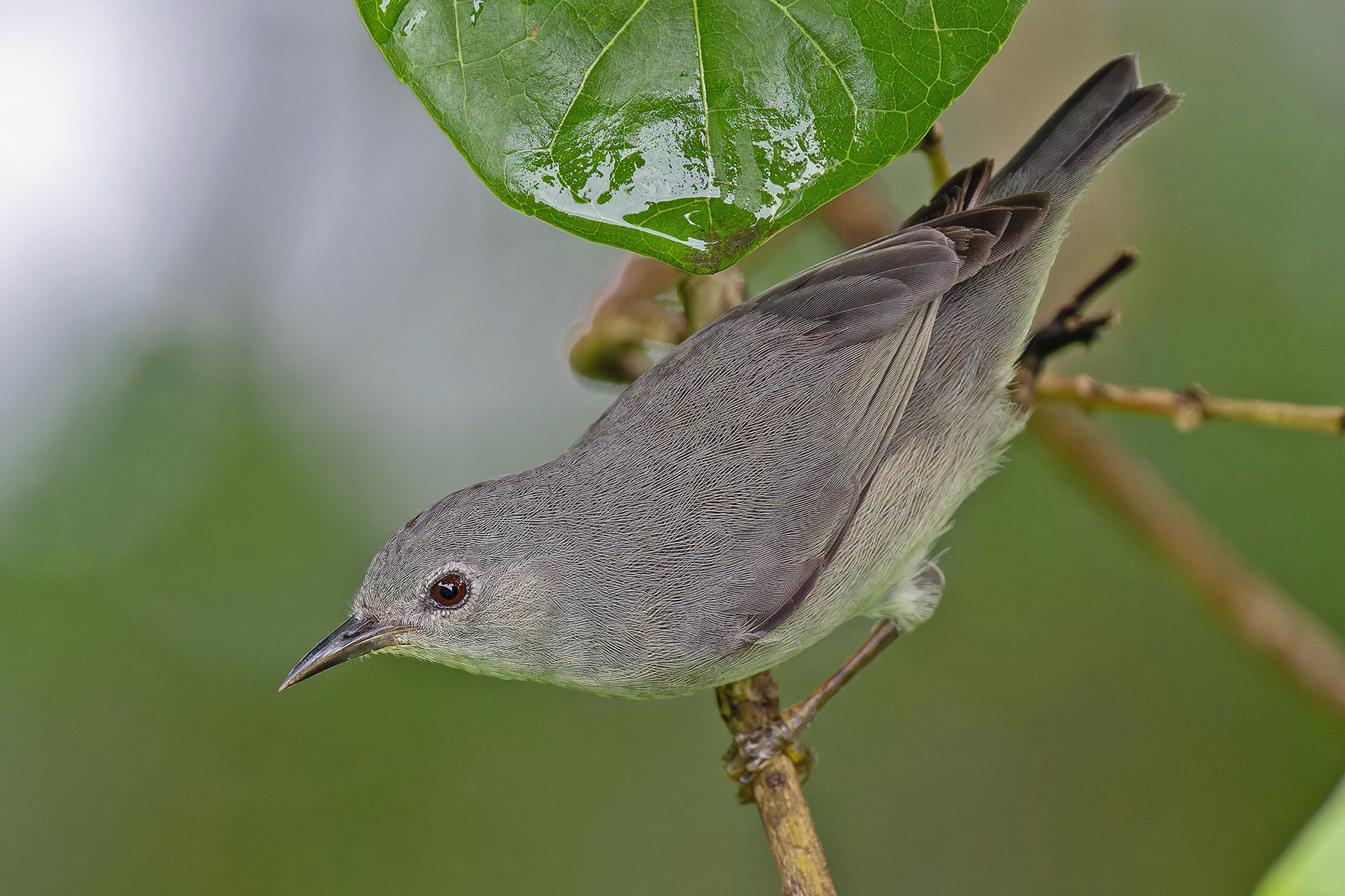 Kosrae White-eye (image by Pete Morris)