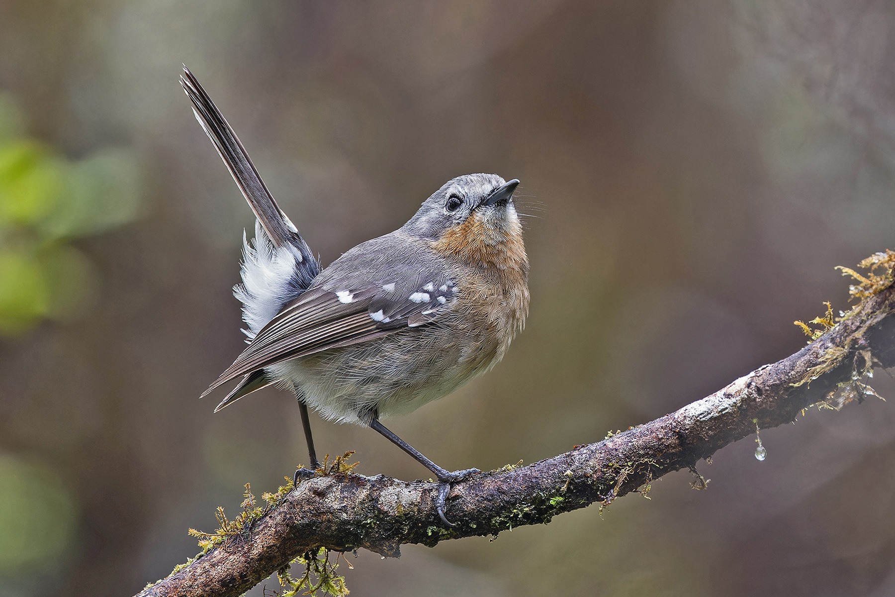 Kuai Elepaio (image by Pete Morris)