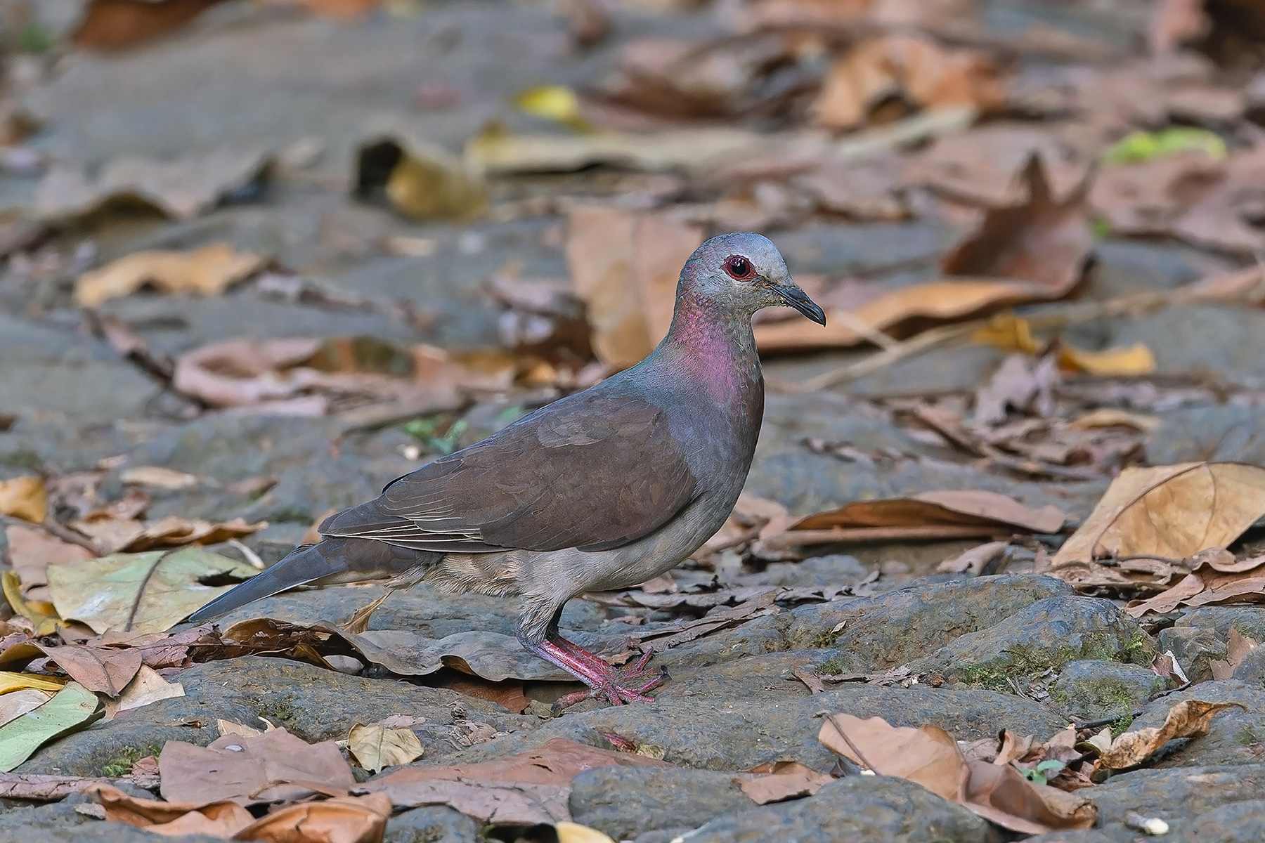 Lemon (Sao Tome) Dove (image by Pete Morris)