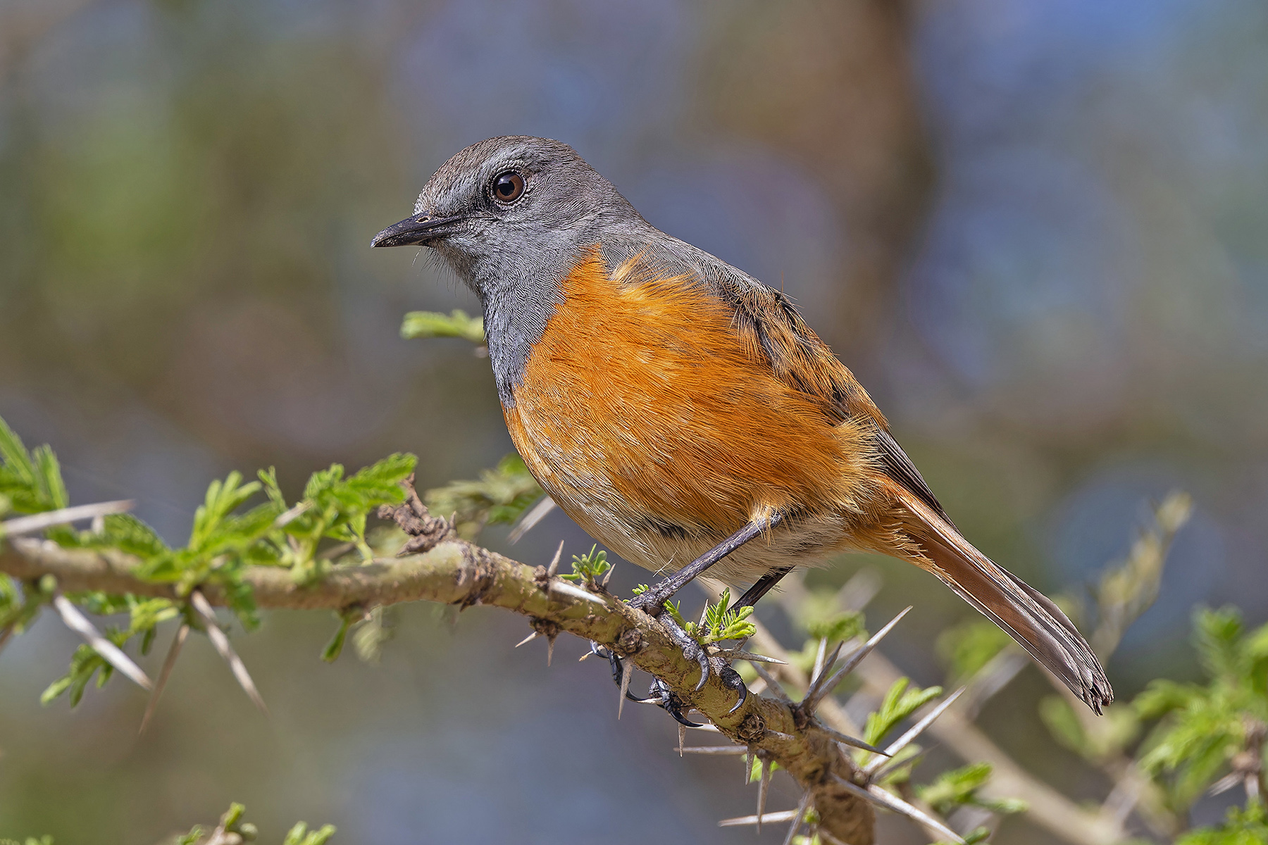 Little Rock Thrush (image by Pete Morris)