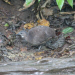 Little Tinamou (image by Petter Zahl Marki)