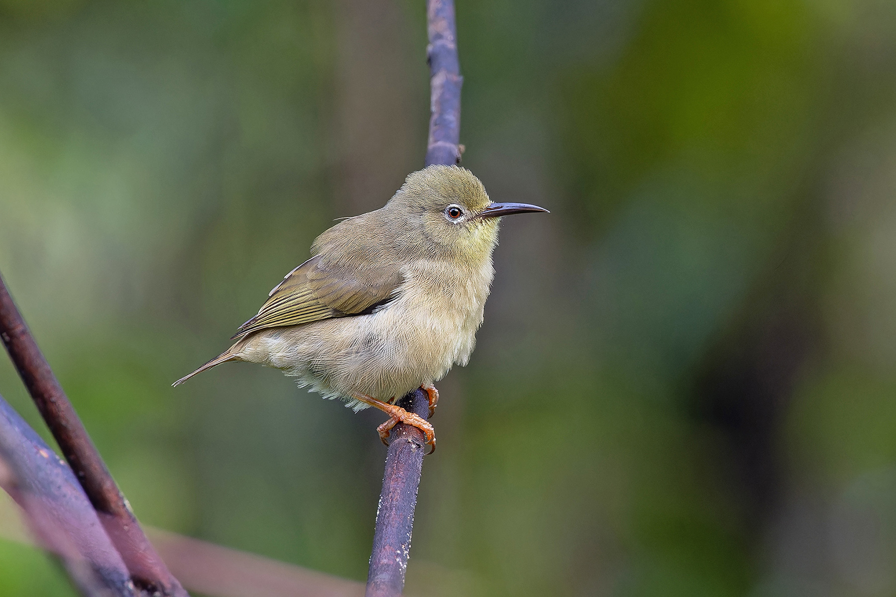 Long-billed White-eye (image by Pete Morris)