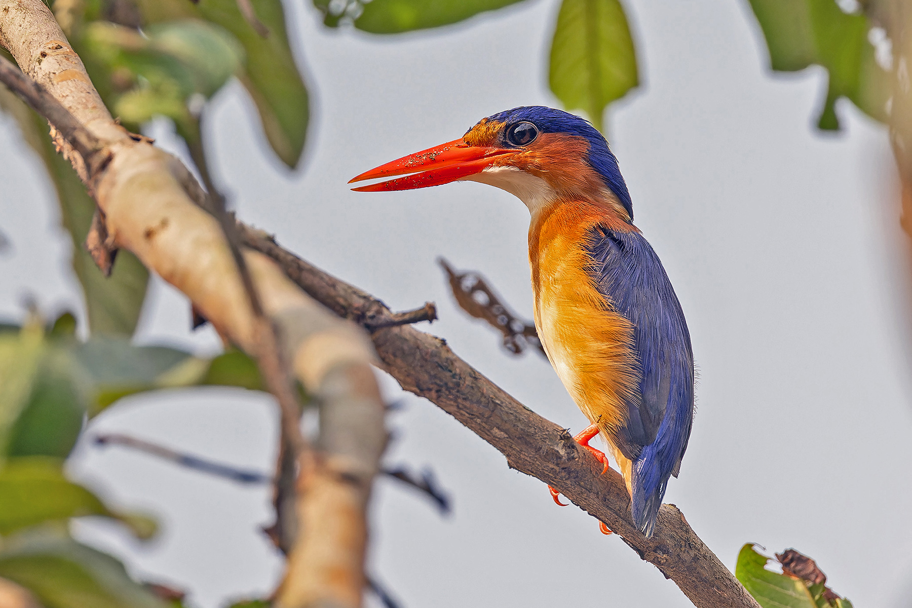Malachite (Principe) Kingfisher (image by Pete Morris)