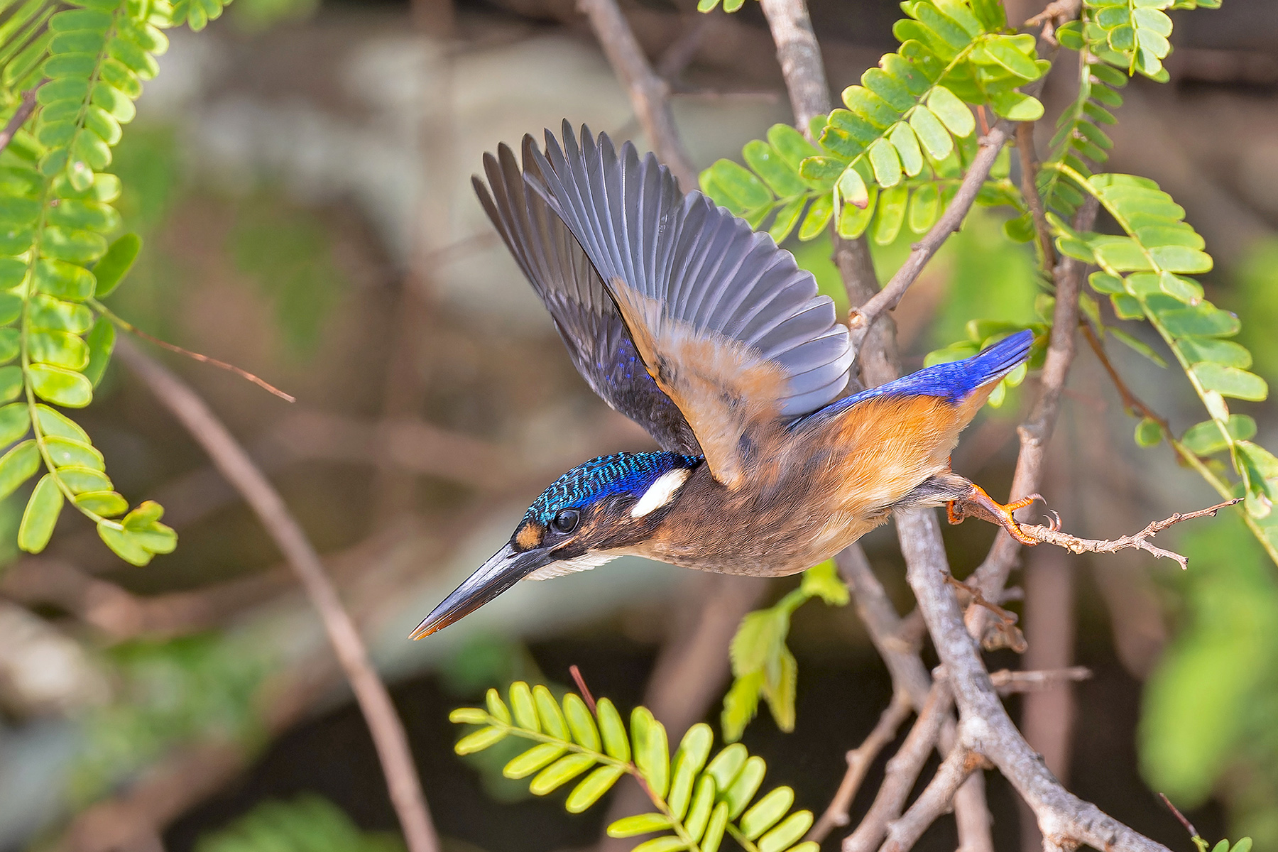 Malachite (Sao Tome) Kingfisher (image by Pete Morris)