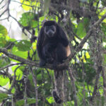 Mantled Howler (image by Petter Zahl Marki)