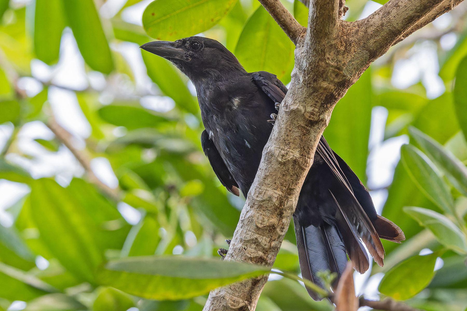 Mariana Crow (image by Pete Morris)