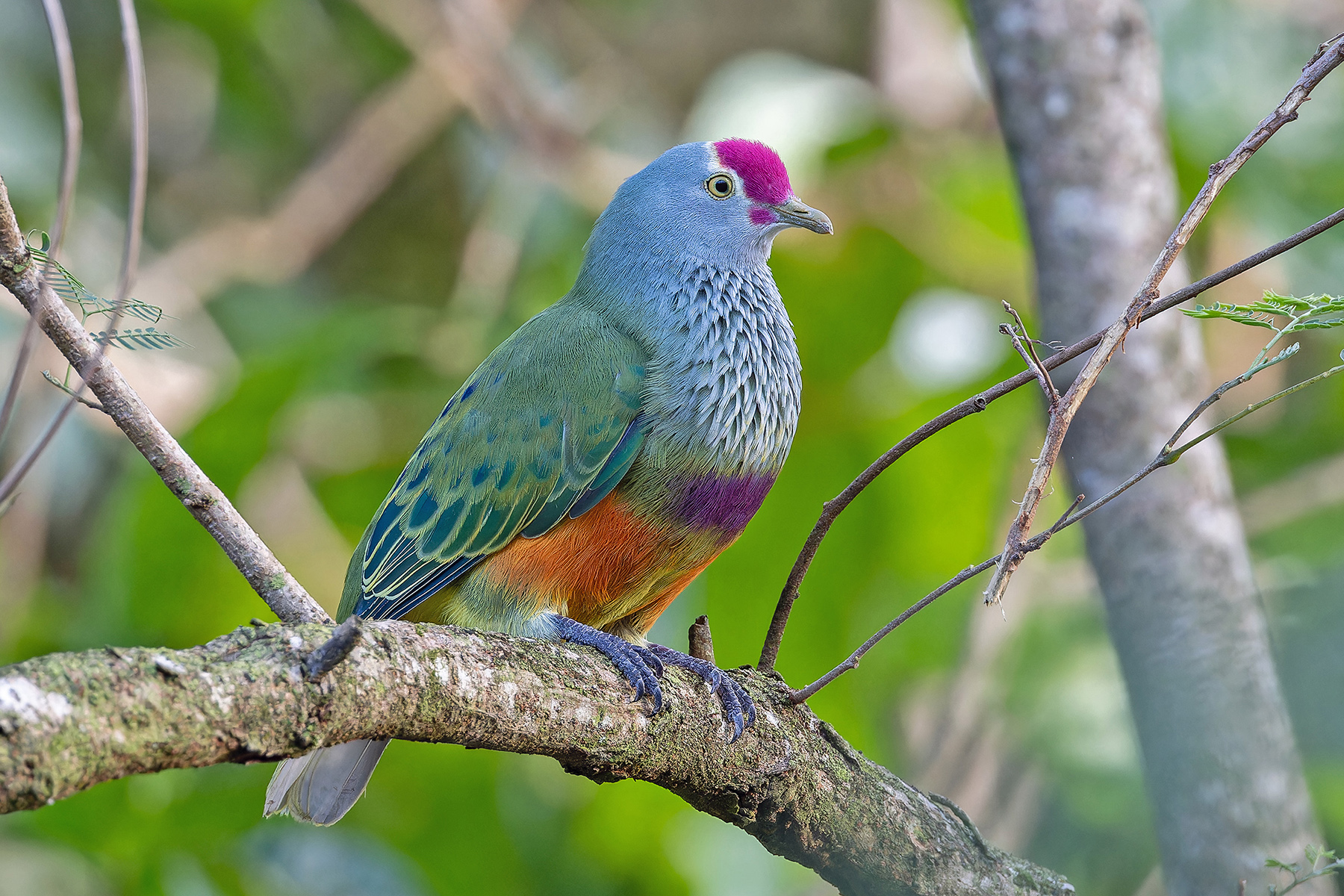Mariana Fruit Dove (image by Pete Morris)