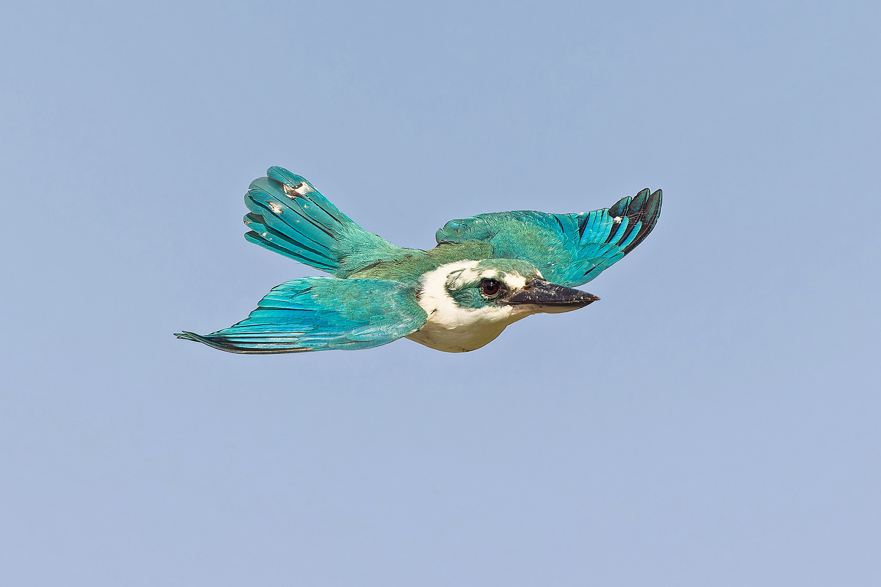 Mariana (Rota) Kingfisher (image by Pete Morris)