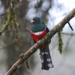 Masked Trogon (image by Petter Zahl Marki)