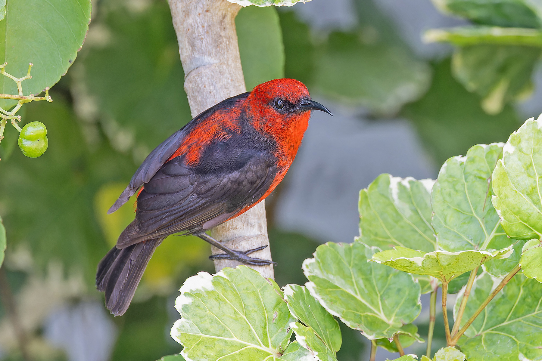 Micronesian Myzomela (image by Pete Morris)