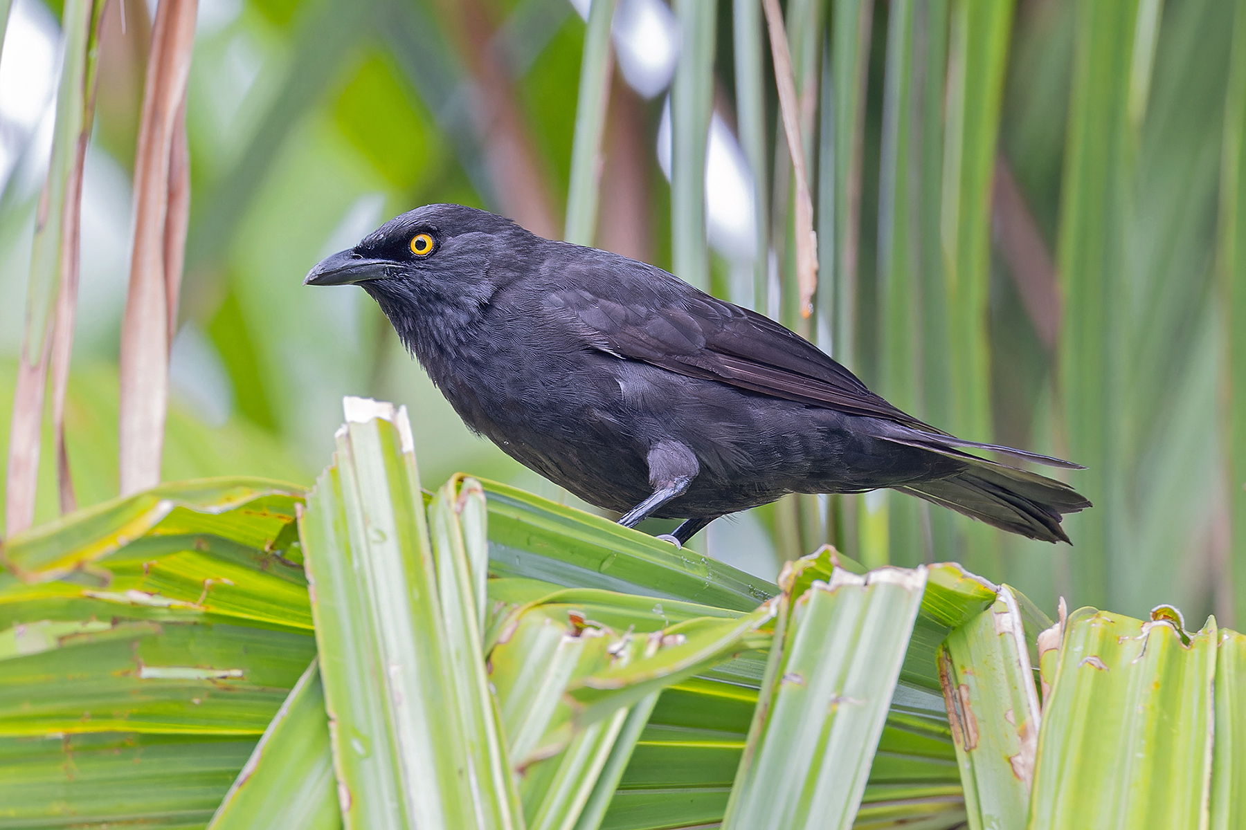 Micronesian Starling (image by Pete Morris)
