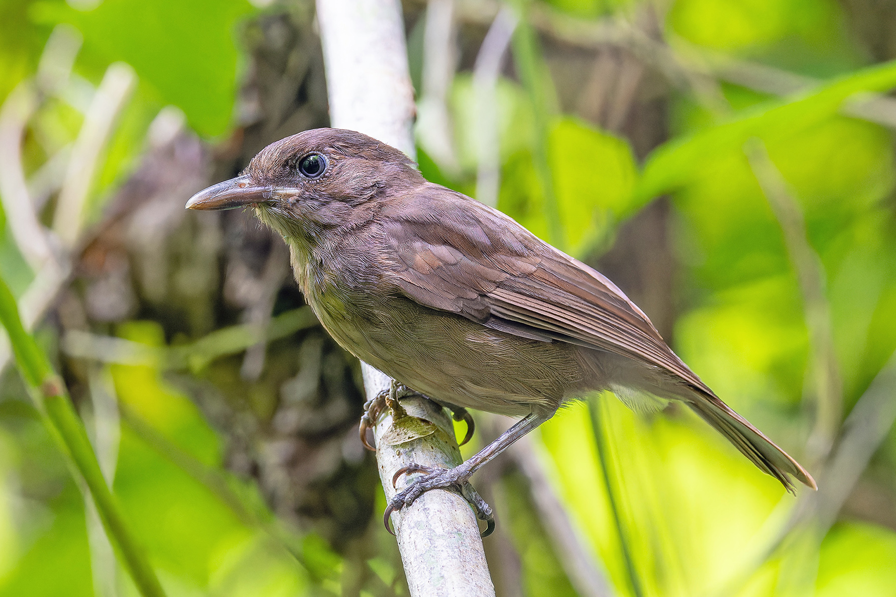 Morningbird (image by Pete Morris)