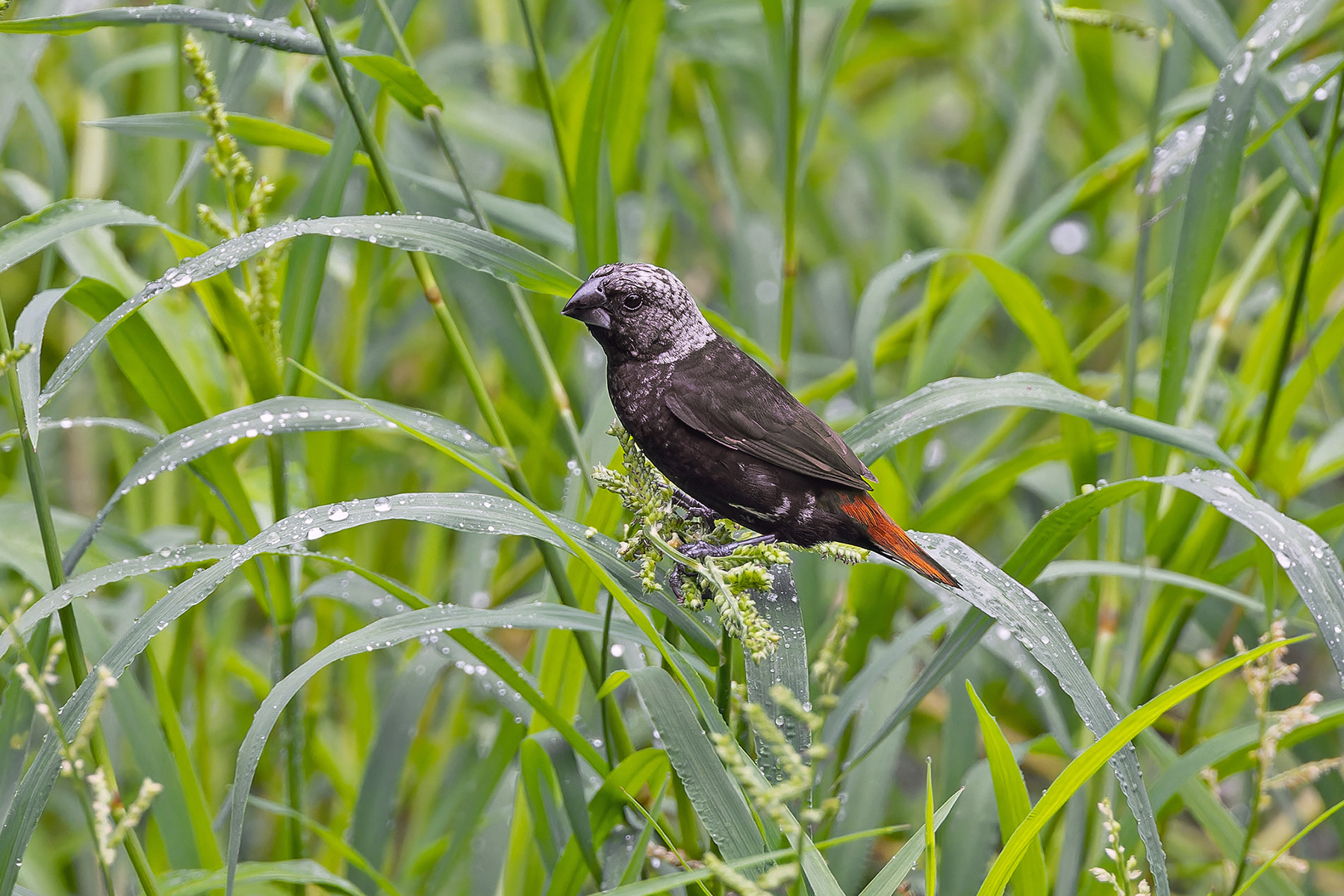 Mottled Mannikin (image by Pete Morris)