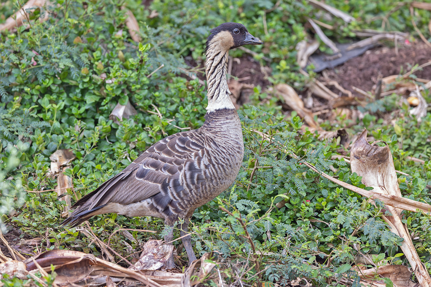 Nene (image by Pete Morris)