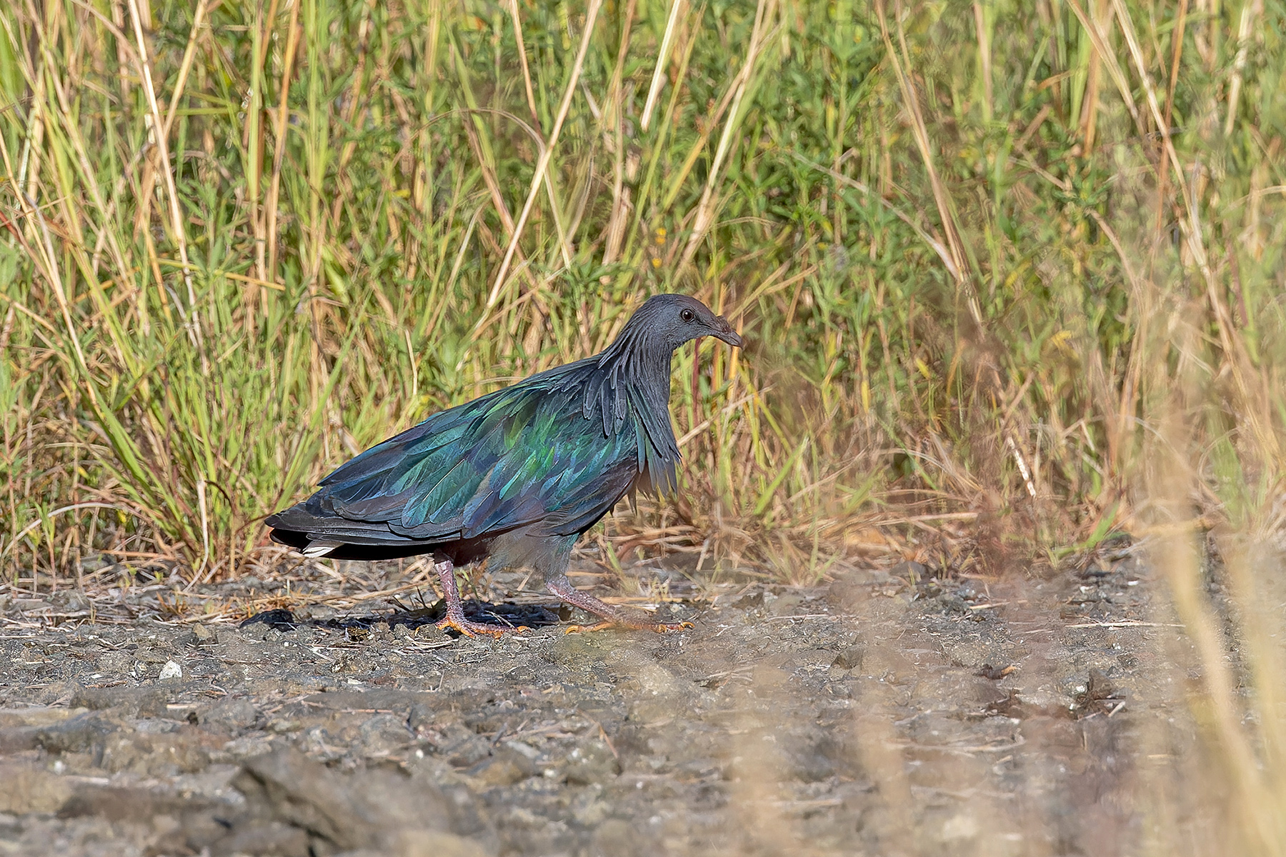 Nicobar Pigeon (image by Pete Morris)