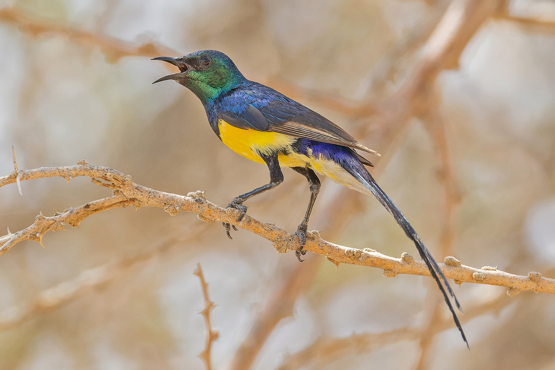 Nile Valley Sunbird (image by Pete Morris)