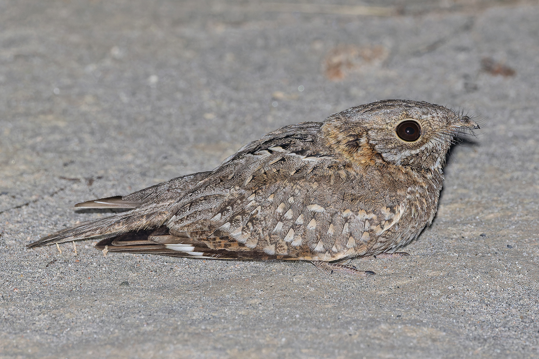 Nubian Nightjar (image by Pete Morris)
