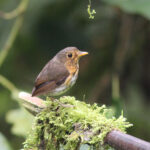 Ochre-breasted Antpitta (image by Petter Zahl Marki)