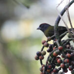 Olive Finch (image by Petter Zahl Marki)