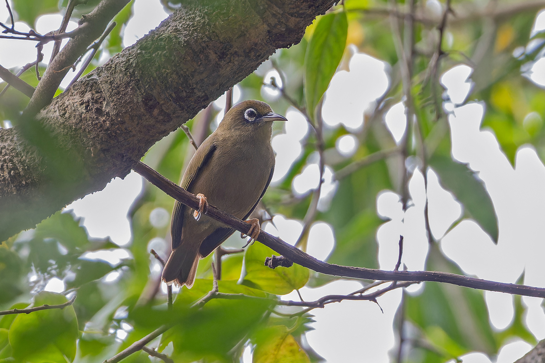 Olive-coloured White-eye (image by Pete Morris)