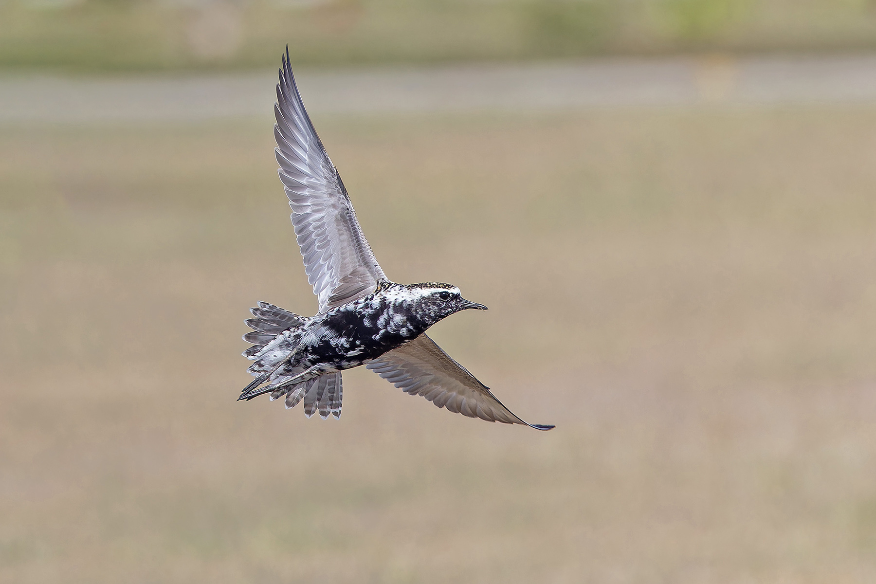 Pacific Golden Plover (image by Pete Morris)