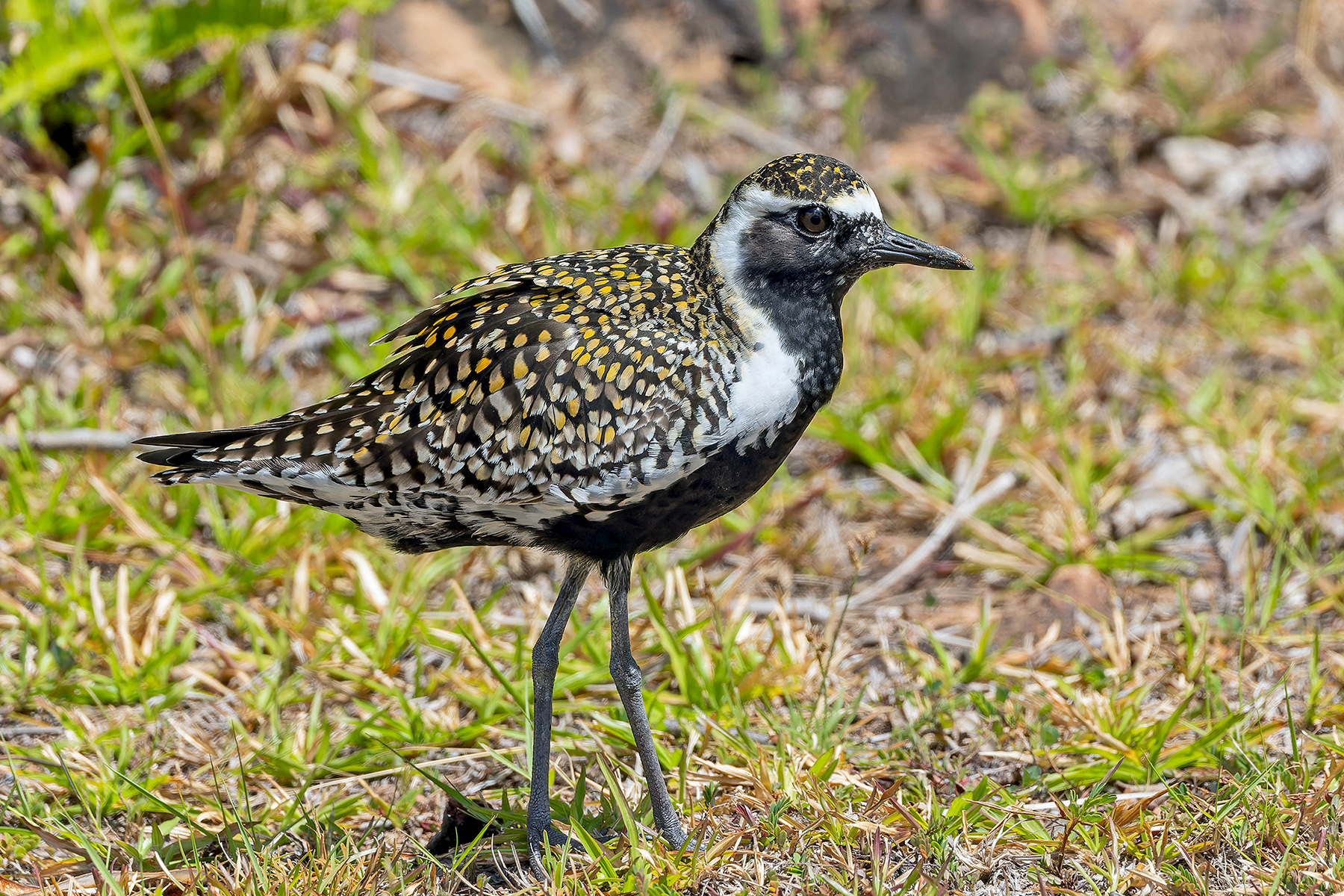 Pacific Golden Plover (image by Pete Morris)