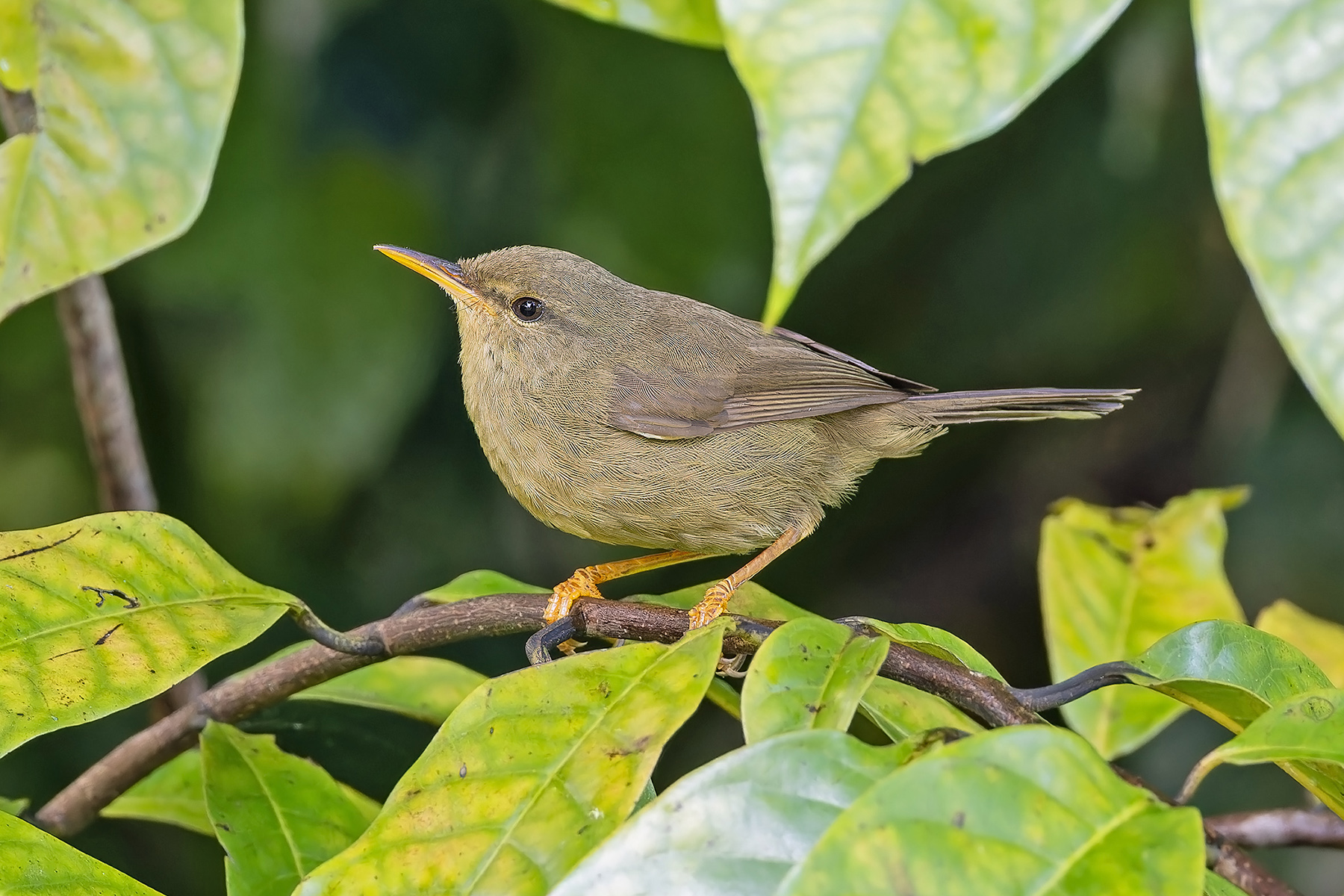 Palau Bush Warbler (image by Pete Morris)